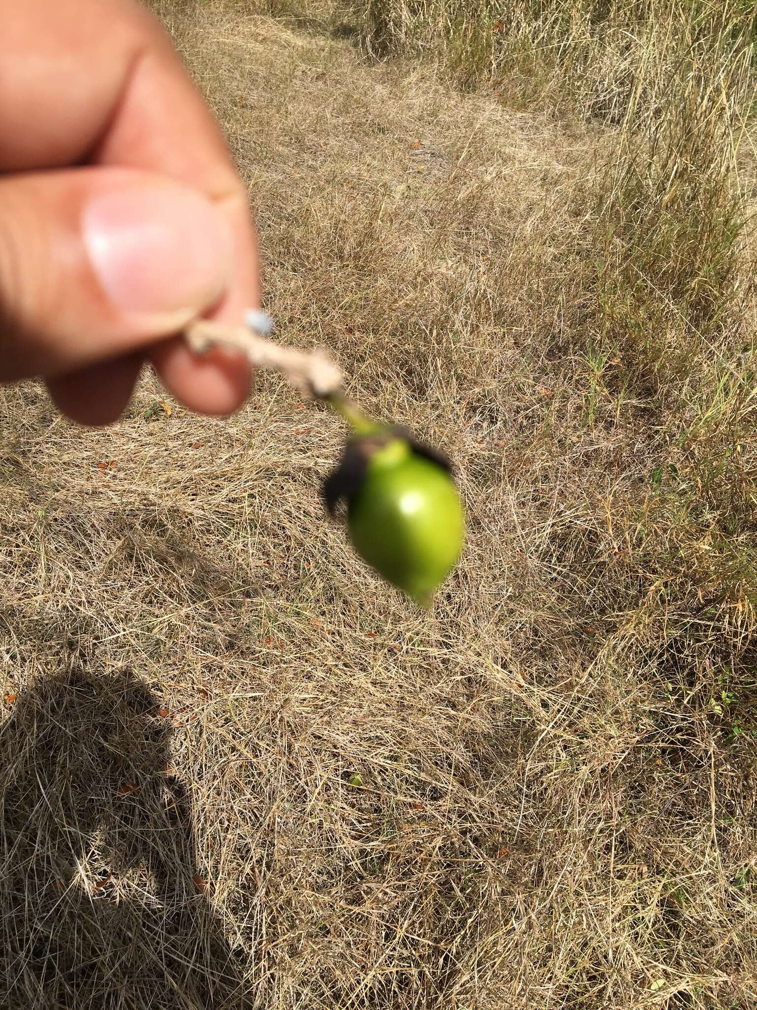 Image de Crescentia linearifolia Miers