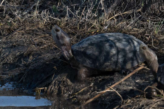 صورة Actinemys marmorata marmorata (Baird & Girard 1852)