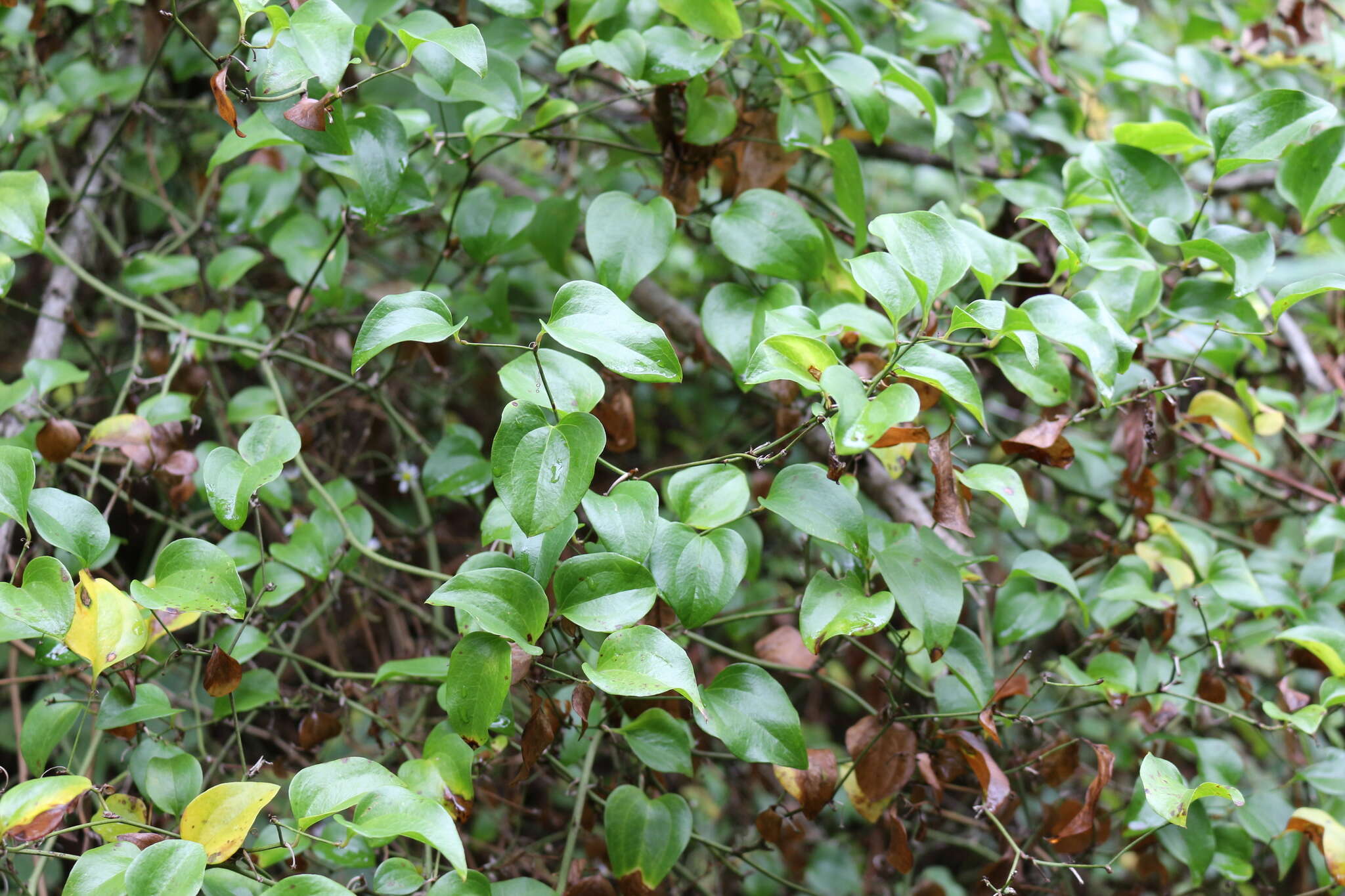 Image of Smilax excelsa L.