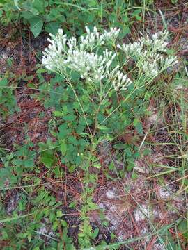 Plancia ëd Eupatorium linearifolium Walt.