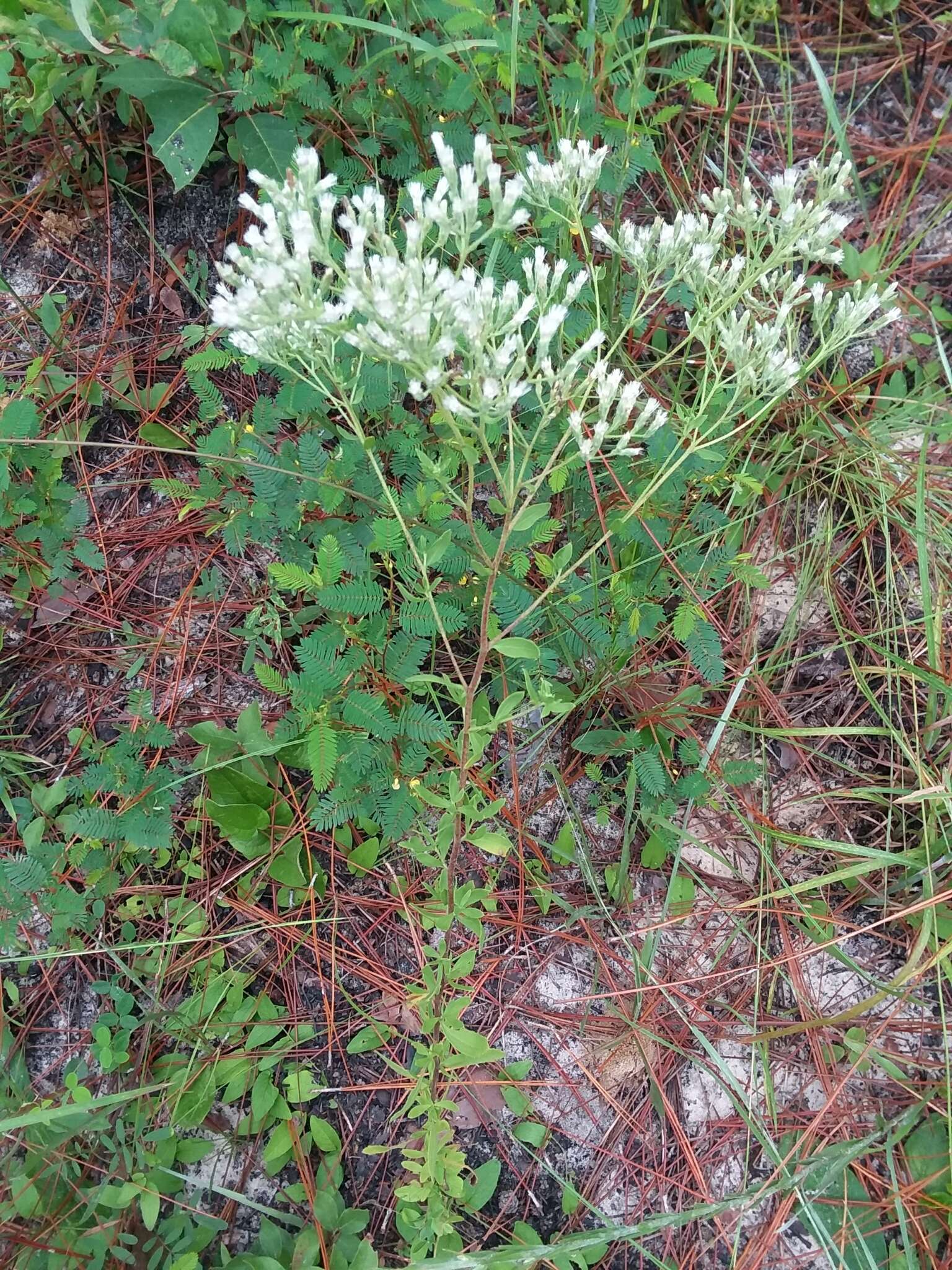 Image of waxy thoroughwort