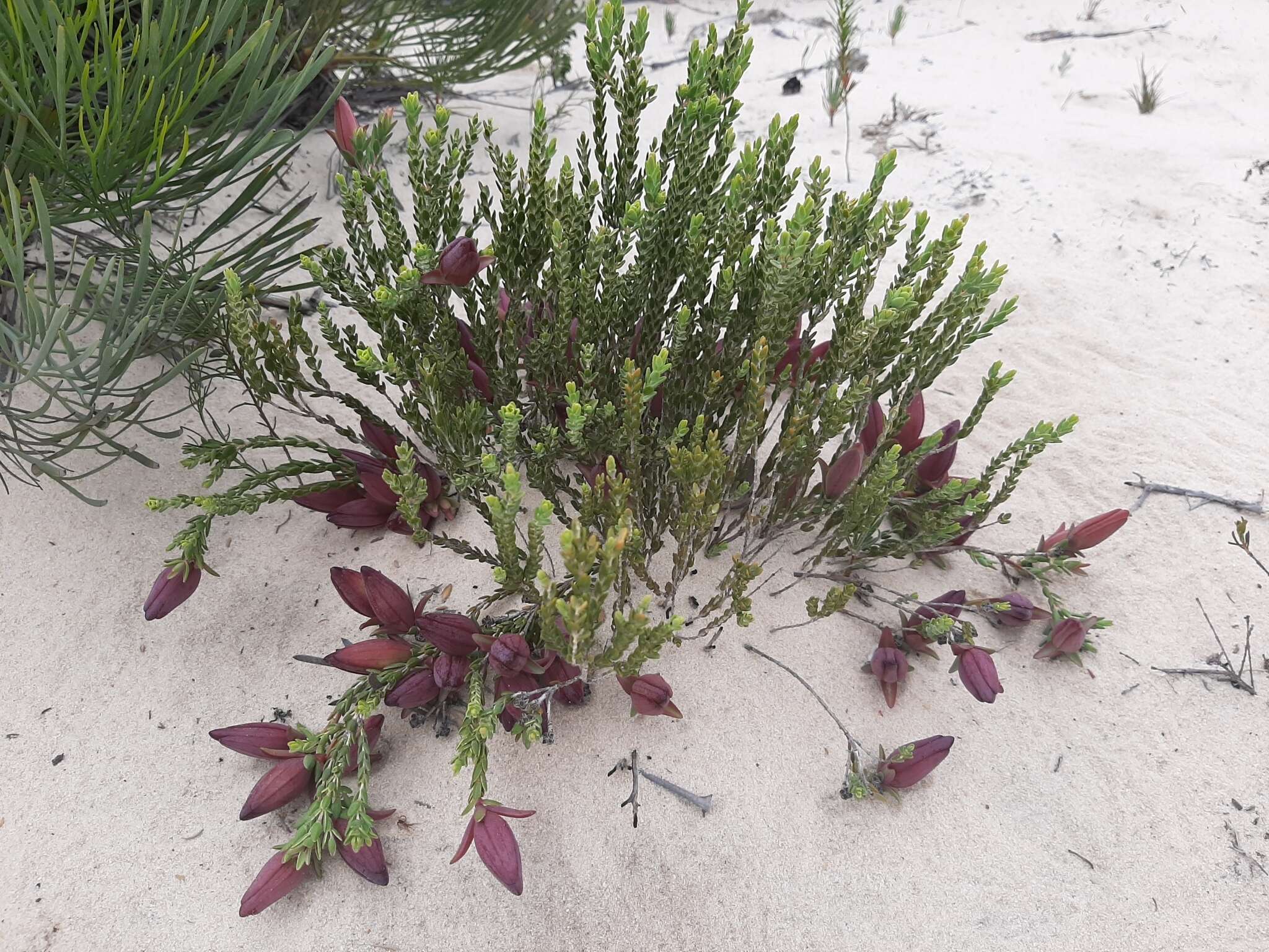 Image of Darwinia speciosa (Meissner) Benth.