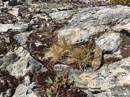 Image of Sheep's Fescue