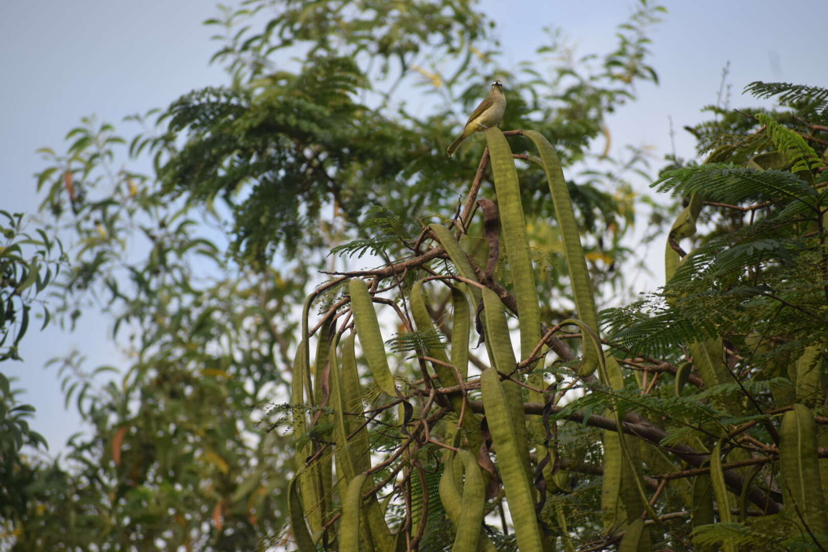 Image of White-browed Bulbul