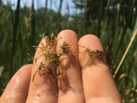 Image of Crystalwort