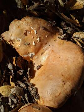 Слика од Lactarius argillaceifolius Hesler & A. H. Sm. 1979