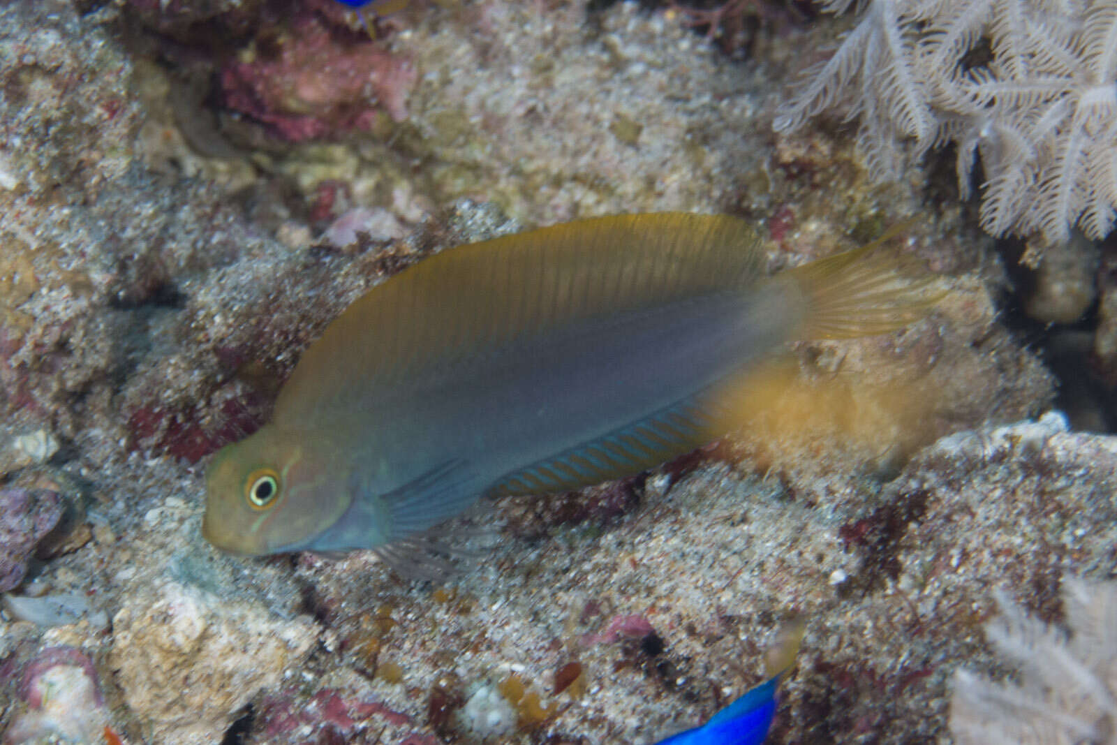 Image of Black Comb-tooth