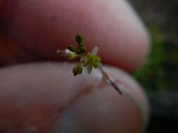 Image de Heliophila pectinata Burch. ex DC.