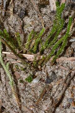 Image de Selaginella arenicola subsp. riddellii (Van Eselt.) B. Tryon