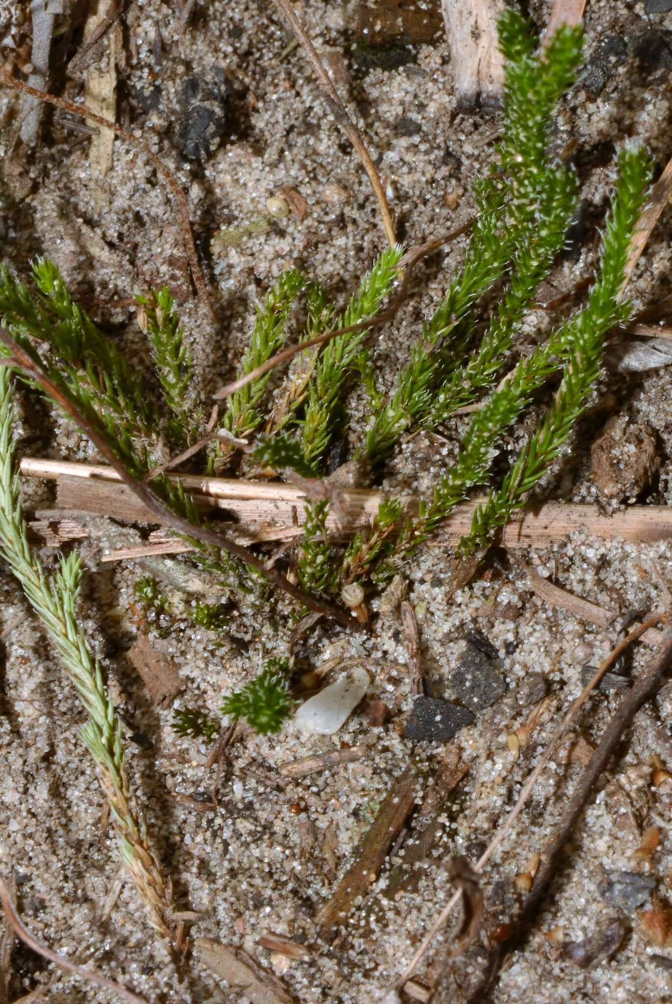 Image de Selaginella arenicola subsp. riddellii (Van Eselt.) B. Tryon