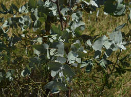 Imagem de Eucalyptus melanophloia subsp. melanophloia