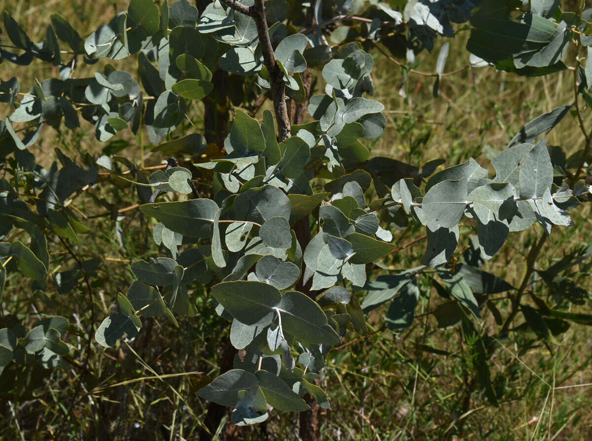 Image of Eucalyptus melanophloia subsp. melanophloia