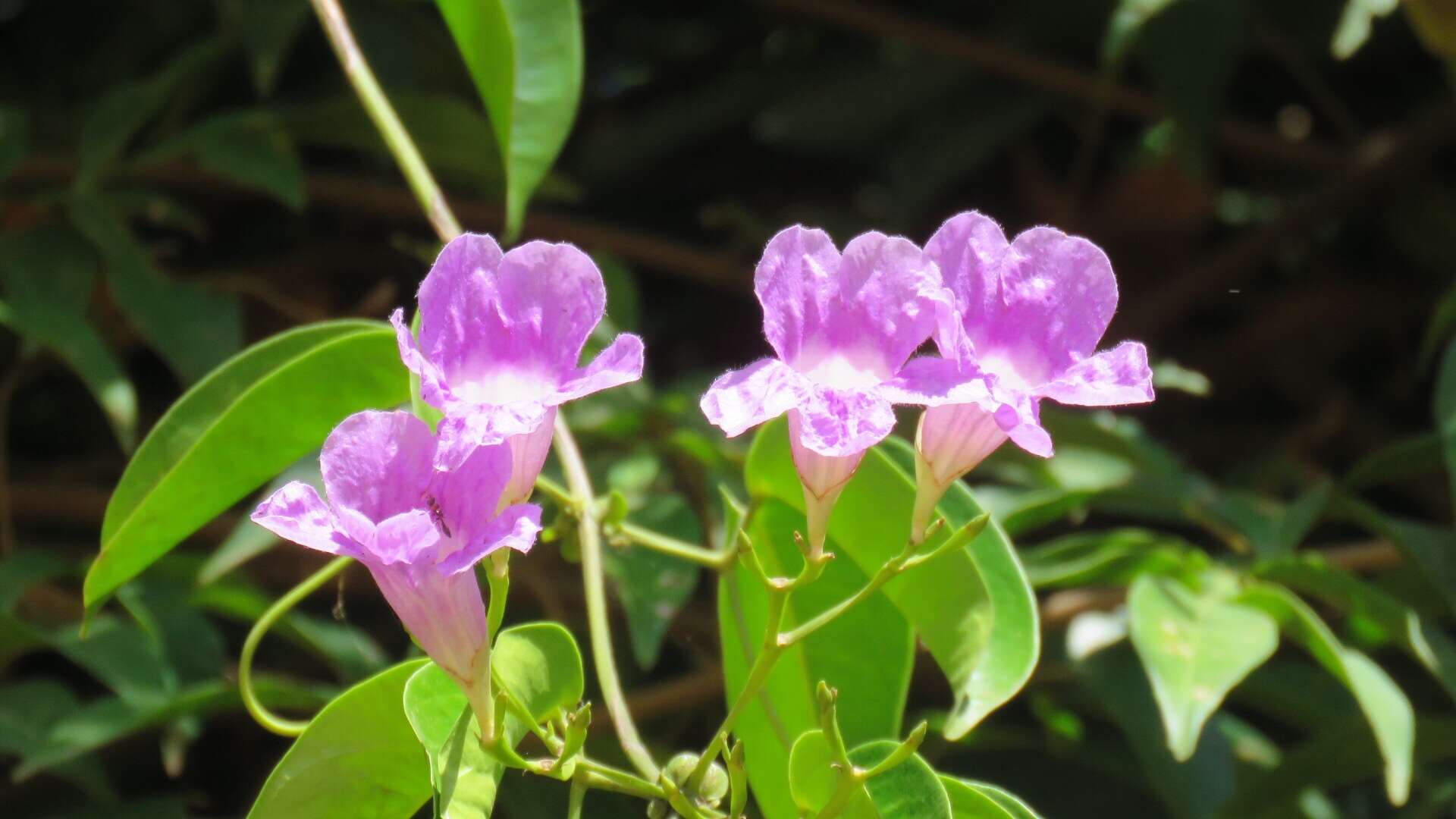 Image of Bignonia corymbosa (Vent.) L. G. Lohmann