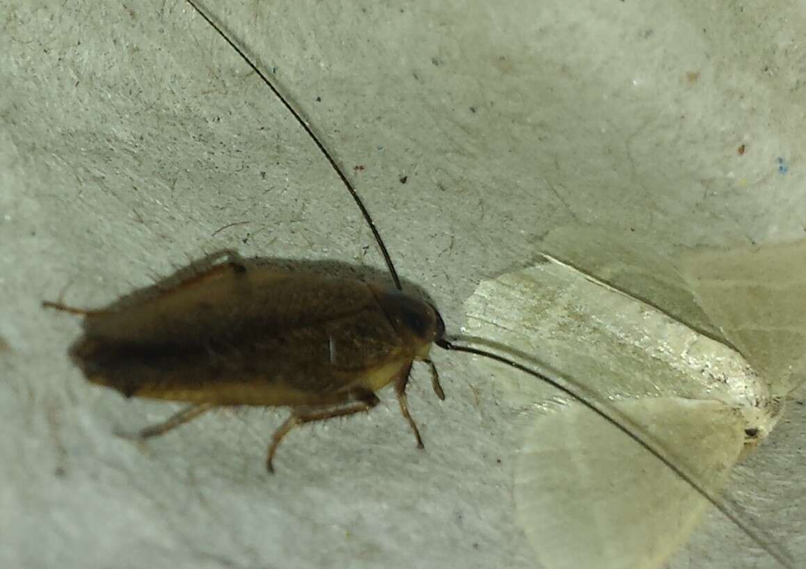 Image of dusky cockroach