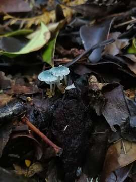 Image of Mycena cyanocephala Singer 1969