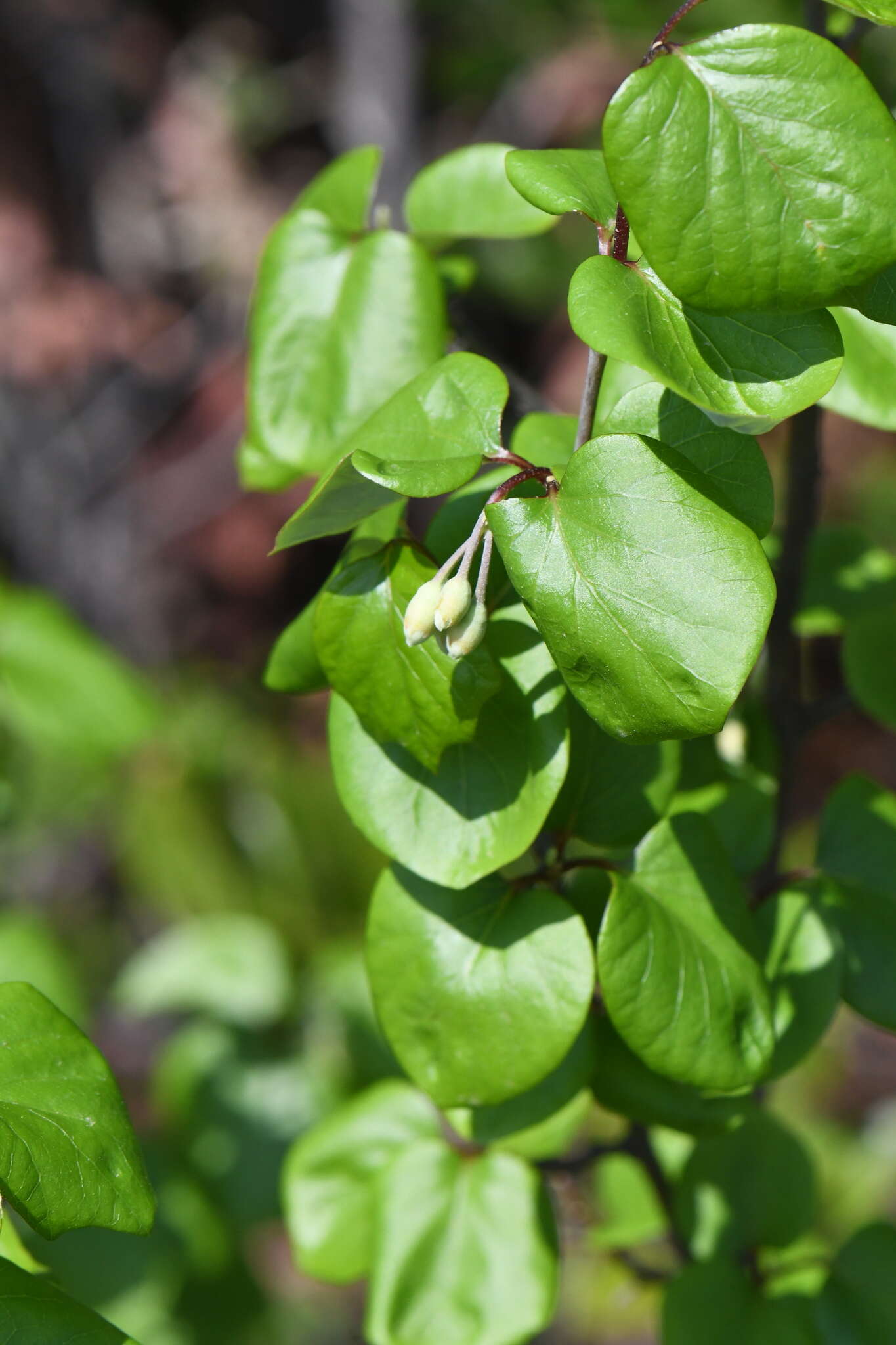 Image of Texas snowbells