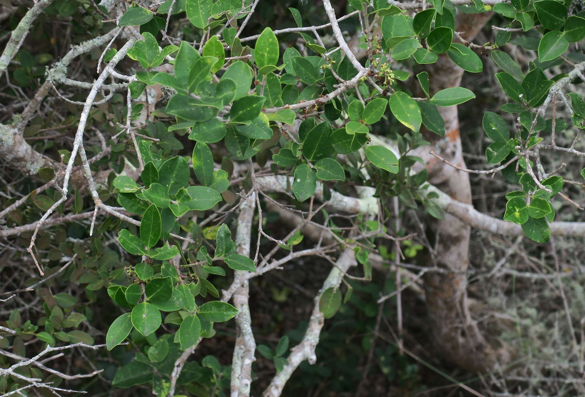 Image of Noronhia foveolata subsp. tomentella (I. Verd.) Hong-Wa & Besnard