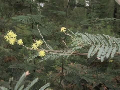 صورة Acacia dealbata subsp. dealbata