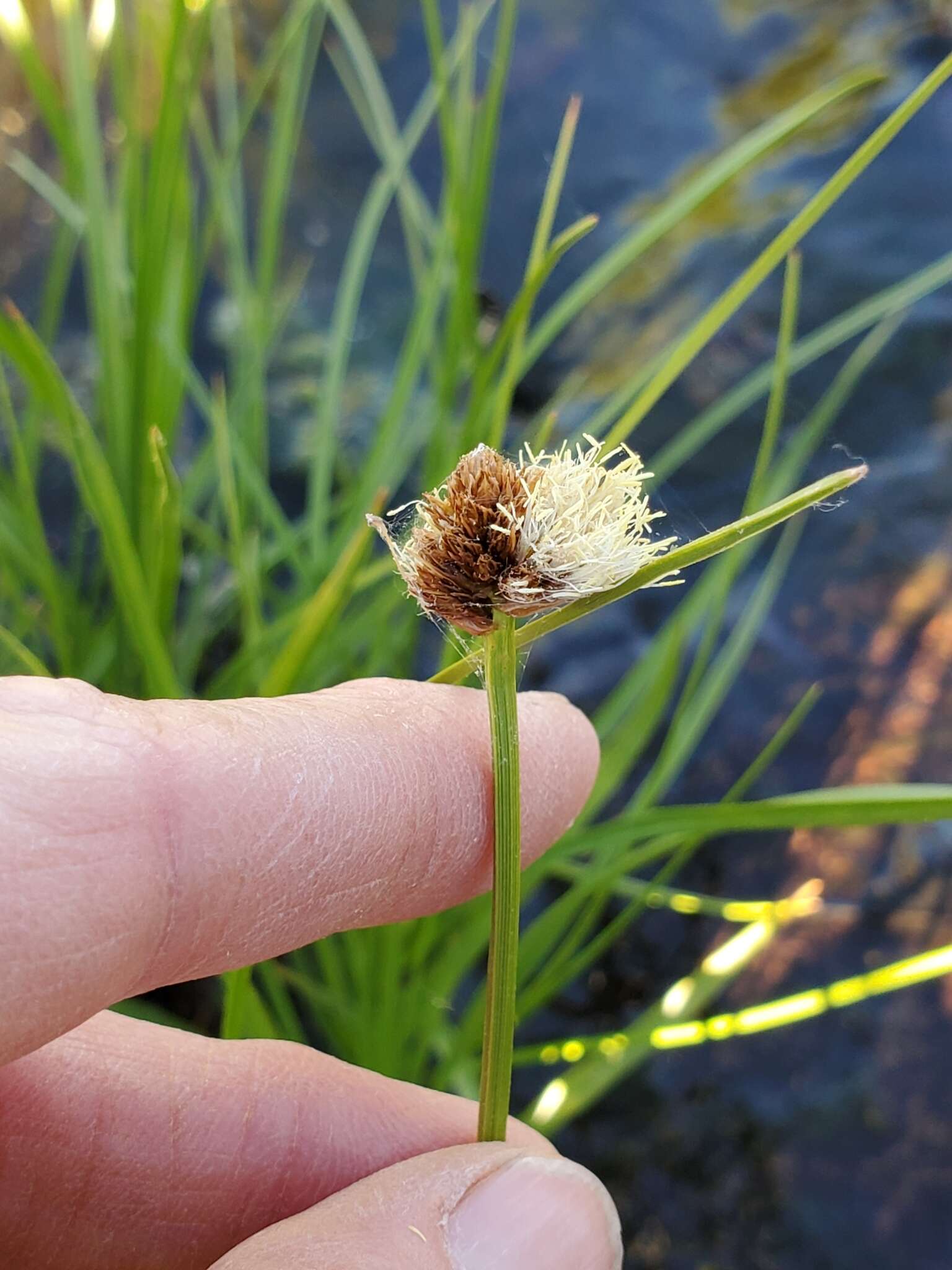 Plancia ëd Calliscirpus brachythrix C. N. Gilmour, J. R. Starr & Naczi