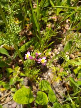 Image of Moroccan toadflax