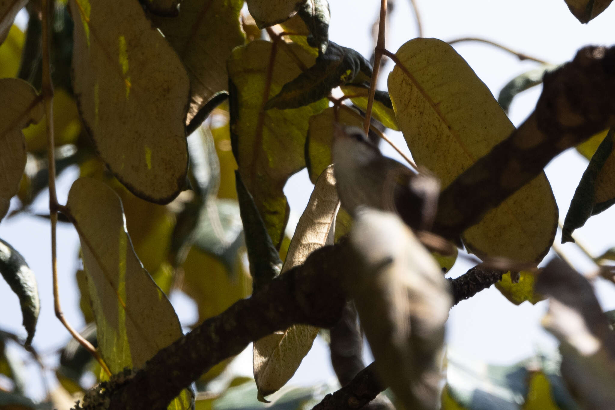 Image of White-browed Crombec