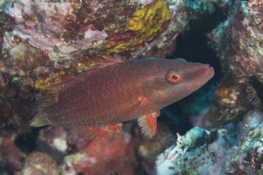 Image of Cheilinus orientalis