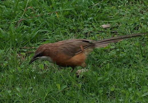 Image of White-throated Babbler