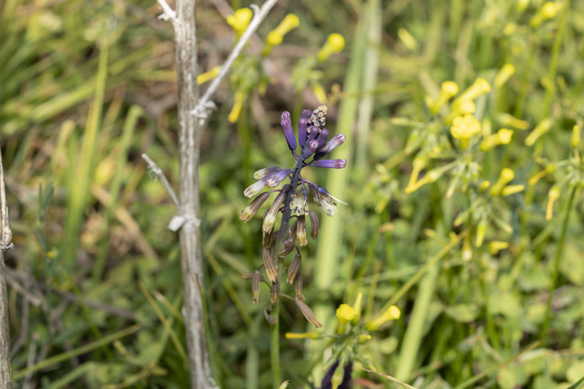 Image of Bellevalia trifoliata (Ten.) Kunth