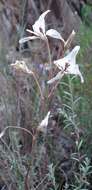 Imagem de Gladiolus leptosiphon F. Bolus