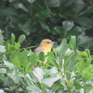 Image of Orchard Oriole