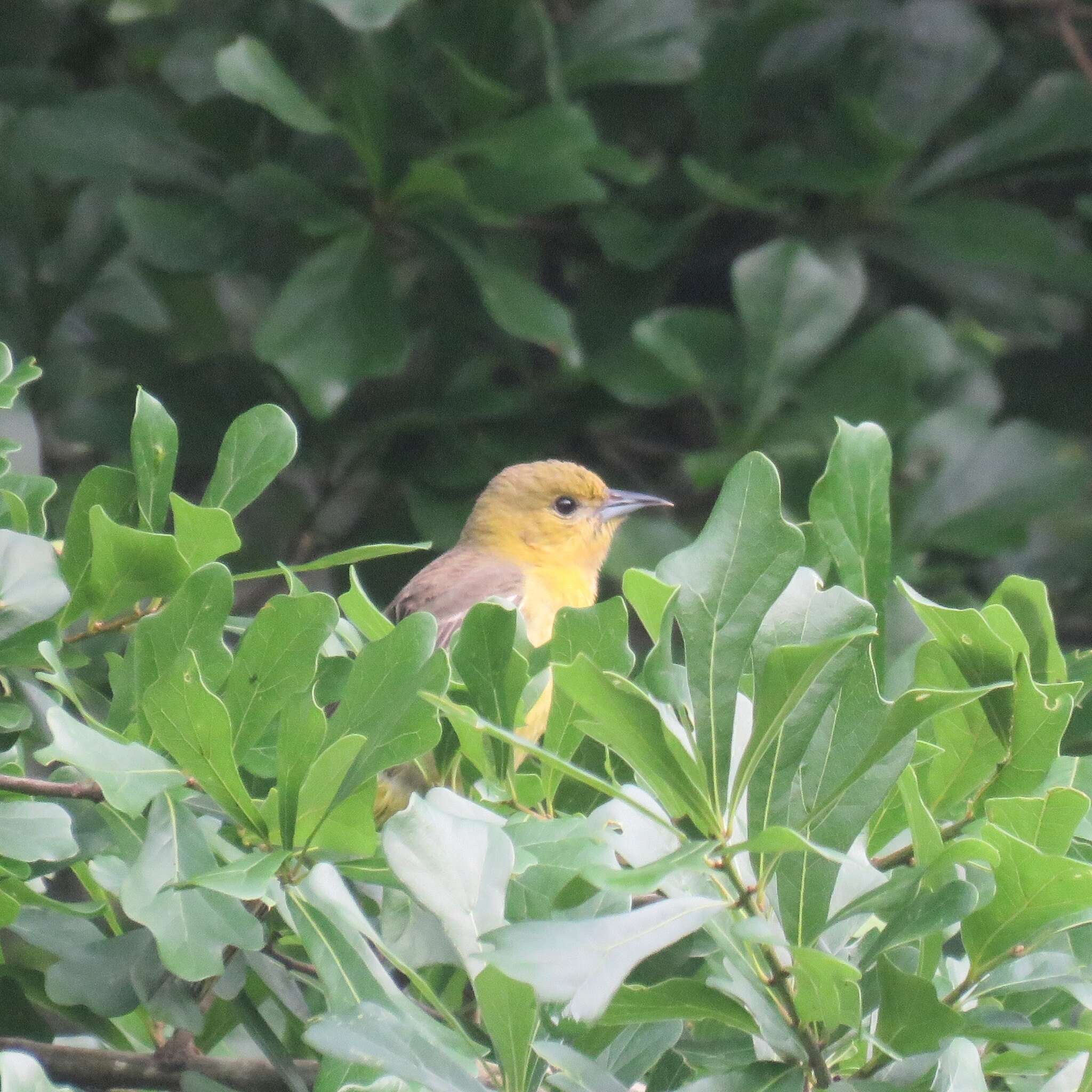 Image of Orchard Oriole