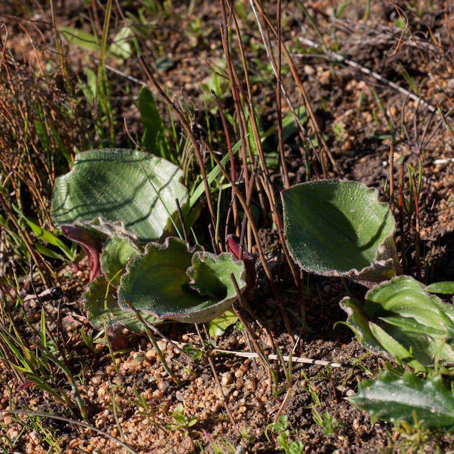 Image of Eriospermum capense subsp. stoloniferum (Marloth) P. L. Perry