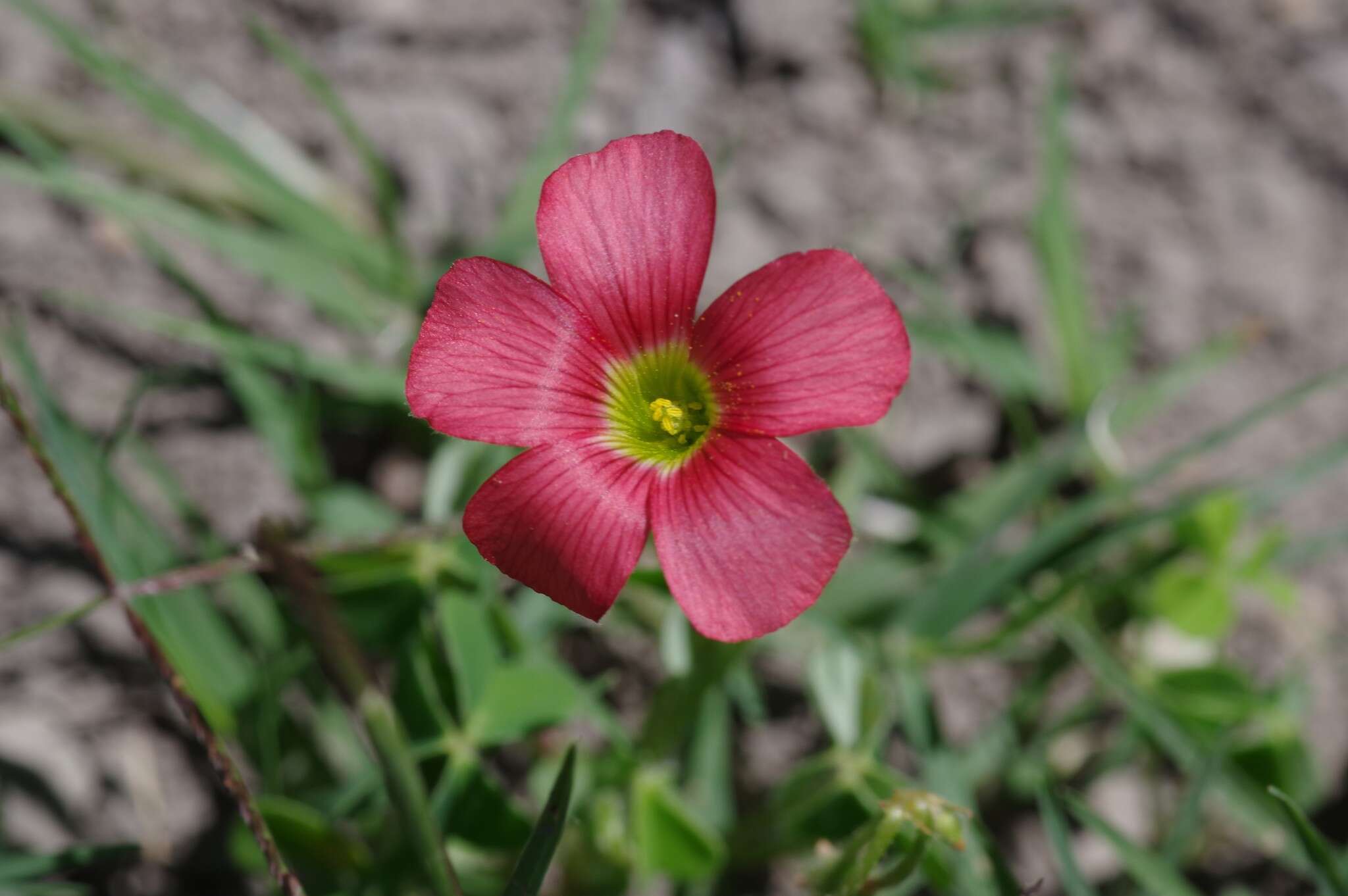 Imagem de Oxalis stenorrhyncha Salter