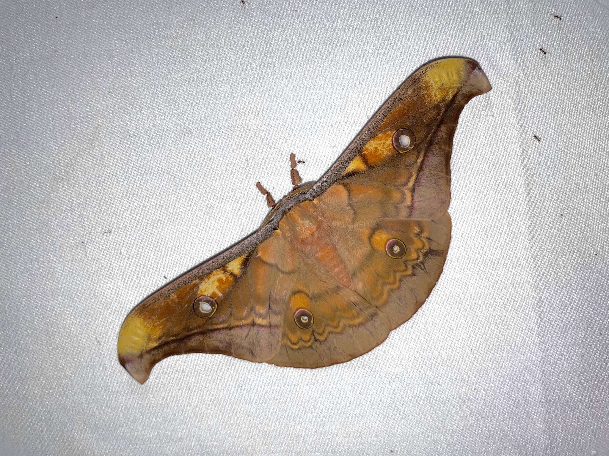 Image of Antheraea frithi Moore 1858