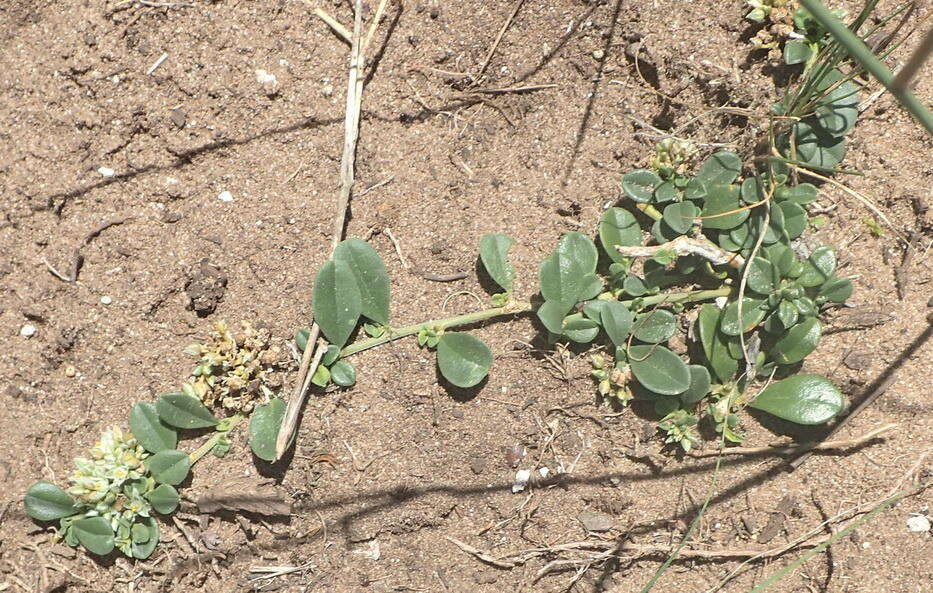 Image of Limeum telephioides var. telephioides