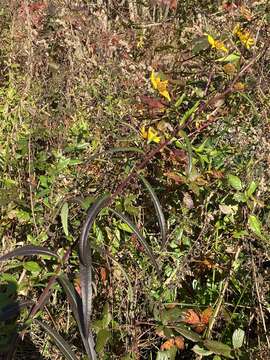 Image of Muck Sunflower