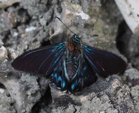 Plancia ëd Phocides pigmalion Cramer 1779