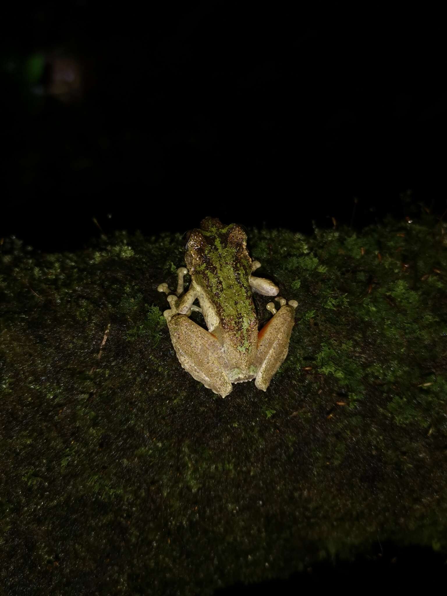 Слика од Kurixalus odontotarsus (Ye & Fei ex Ye, Fei & Hu 1993)