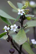 Myoporum boninense subsp. australe R. J. Chinnock resmi