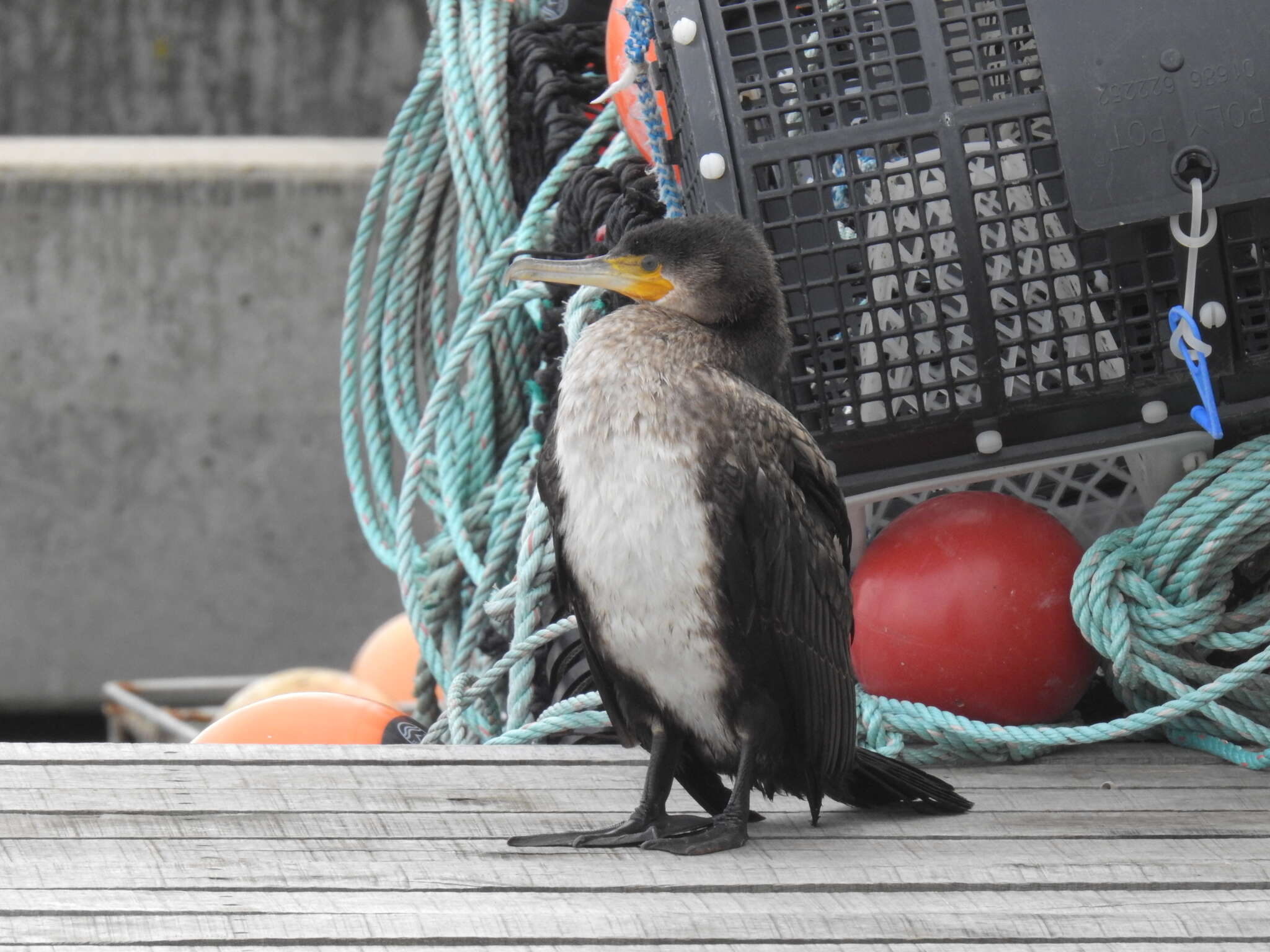 Image of Phalacrocorax carbo carbo (Linnaeus 1758)