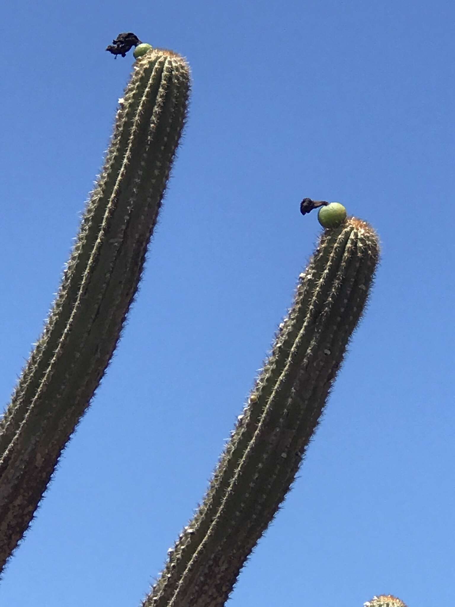 Imagem de Pilosocereus catingicola subsp. salvadorensis (Werderm.) Zappi