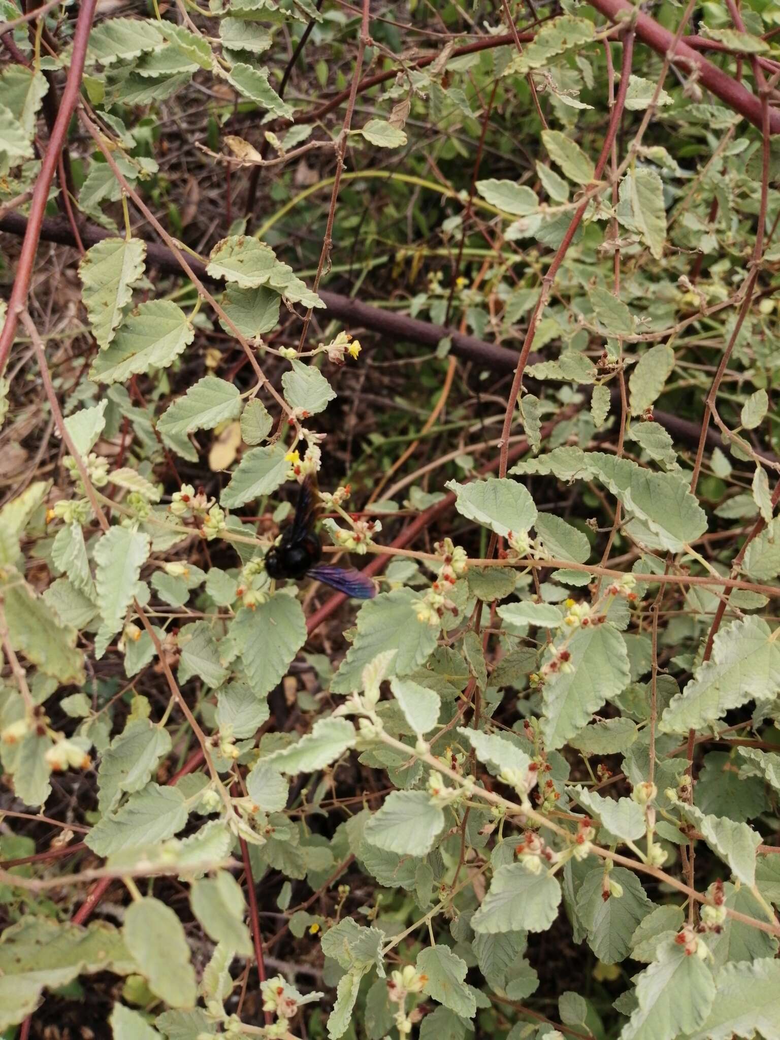 Xylocopa darwini Cockerell 1926 resmi