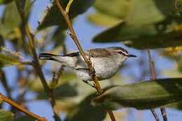 Image of Mangrove Gerygone