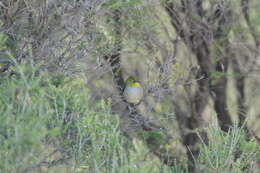 Zosterops lateralis chloronotus Gould 1841 resmi