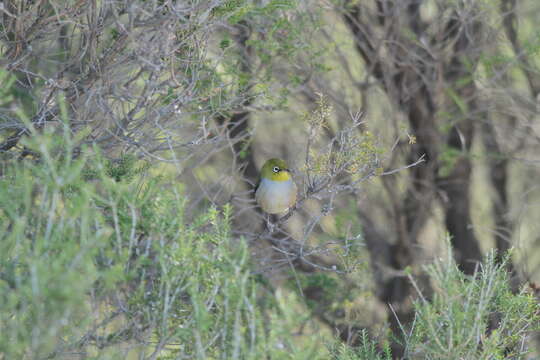 Image of Western Silvereye