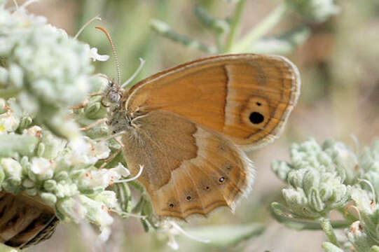 Image of Coenonympha saadi Kollar 1848