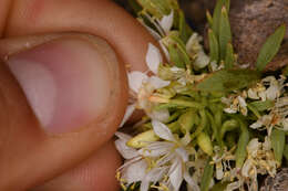 Eremothera nevadensis (Kellogg) W. L. Wagner & Hoch resmi