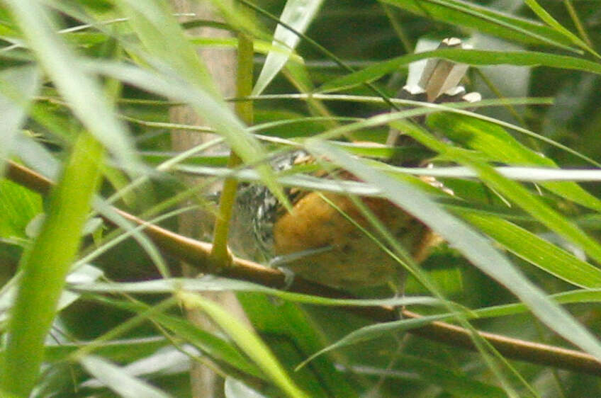 Image of Streak-headed Antbird