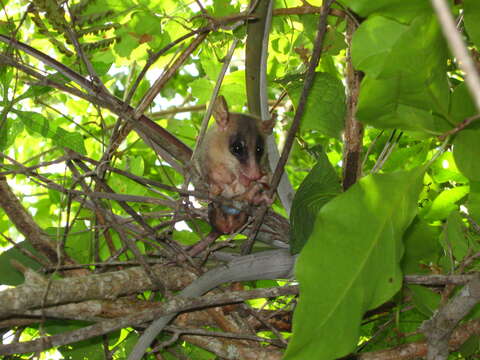 Image of Tlacuatzin canescens canescens (J. A. Allen 1893)