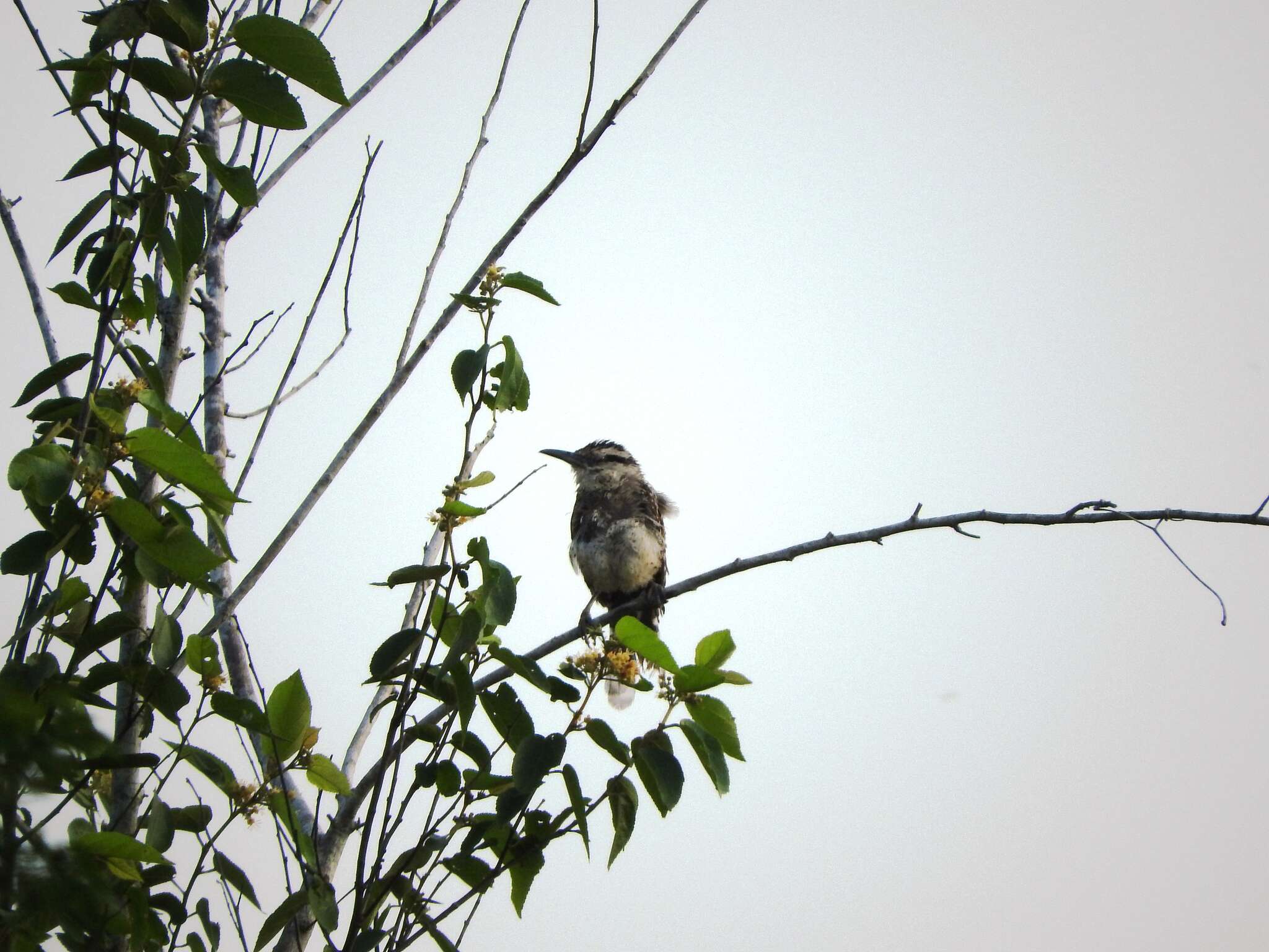 Image of <i>Campylorhynchus <i>rufinucha</i></i> rufinucha